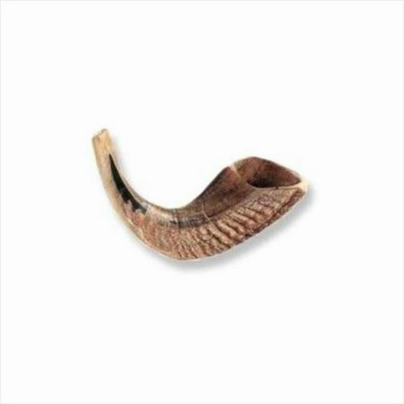 Holy Land Gifts 4878 Shofar Rams Horn D 8 In. 10 In.