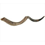 Holy Land Gifts 4880 Shofar Yemenite Large 36 In. 39 In.