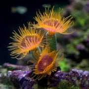 Holzlrgus 1Pc of Polyresin and Silicone Coral Ornaments, Aquarium Coral Decor for Fish Tank Aquarium Decoration 1 1/3 x 1 1/10 x 3 1/10 Small Size