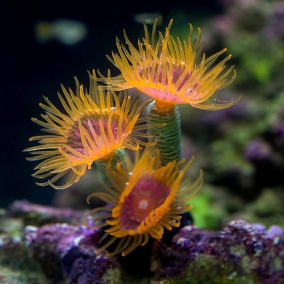 Holzlrgus 1Pc of Polyresin and Silicone Coral Ornaments, Aquarium Coral Decor for Fish Tank Aquarium Decoration 1 1/3" x 1 1/10" x 3 1/10" Small Size