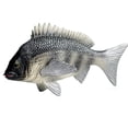 thumbnail image 1 of Holzlrgus Realistic Animal Figures Tilapia Mossambica Sea Animal Toy, Science Project, Cake Topper, Early Educational Toys Birthday for Toddlers Kids Age 3 4 5, 1 of 5