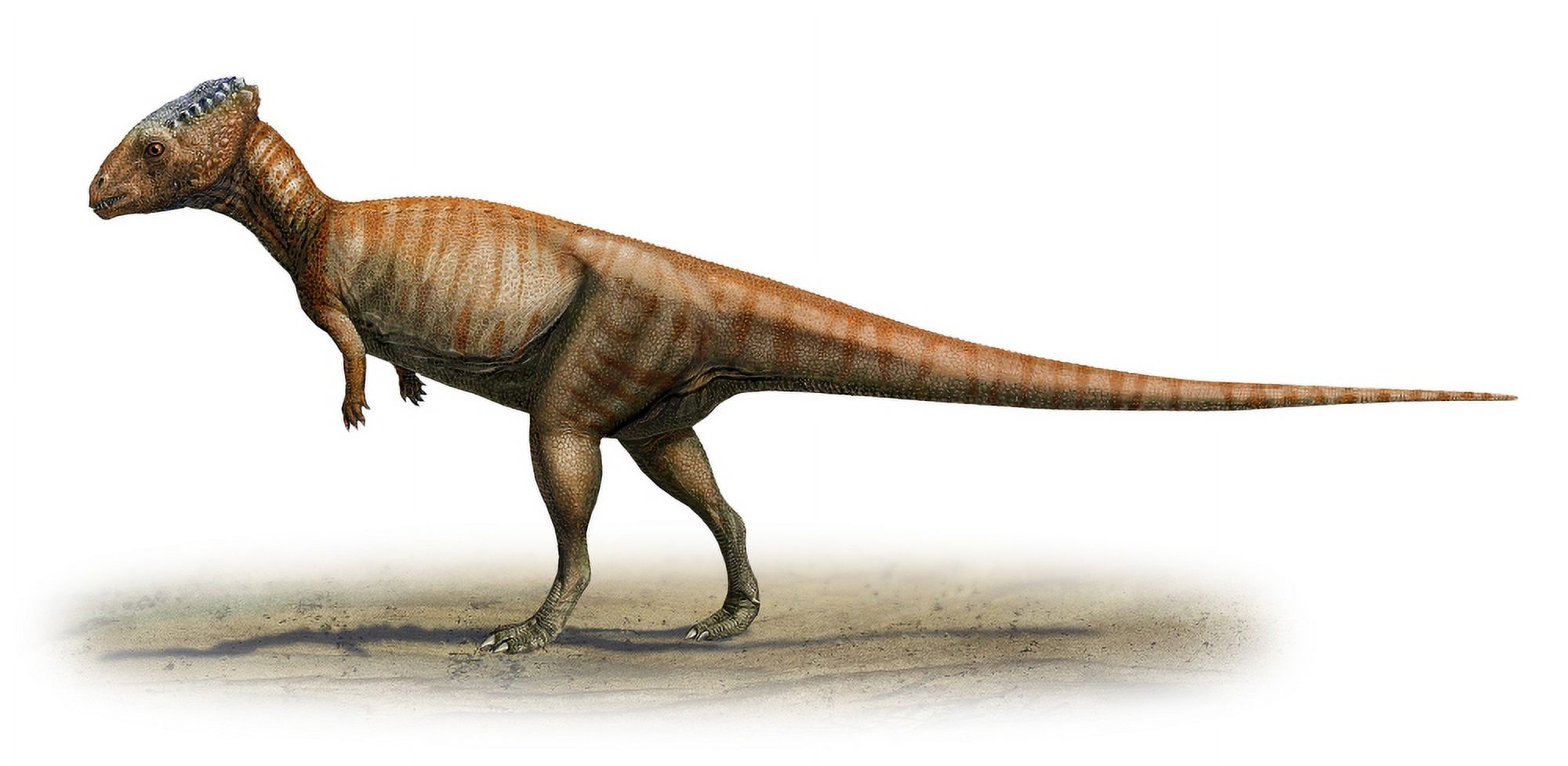 Homalocephale calathocercos a prehistoric era dinosaur Canvas Art - Sergey KrasovskiyStocktrek Images (40 x 20)