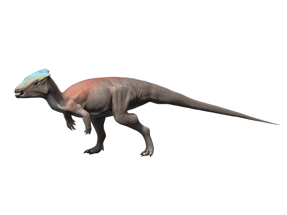 Homalocephale is a pachycephalosaur from the Late Cretaceous Canvas Art - Nobumichi TamuraStocktrek Images (17 x 13)