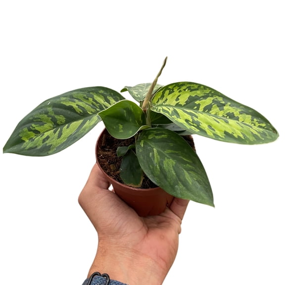 Homalomena 'Camouflage', 4" Pot, Indoor Houseplant, Easy Care, Live Plant for Indoor & Outdoor