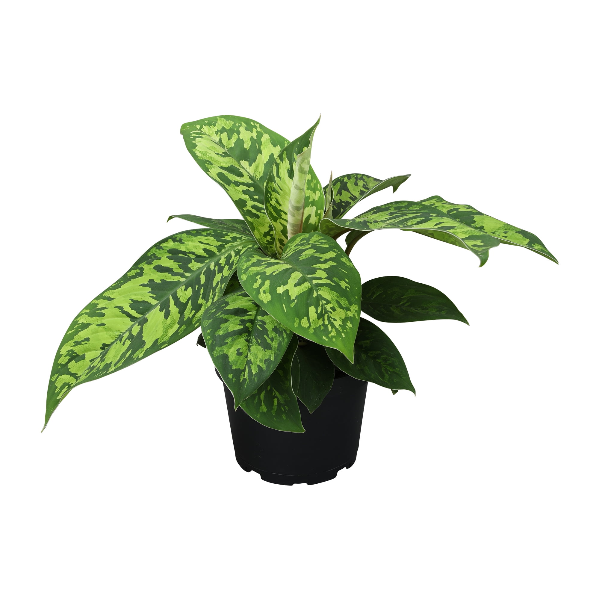Homalomena 'Camouflage' Houseplant | 6in. Grow Pot; Indirect Sunlight | Element by Altman Plants