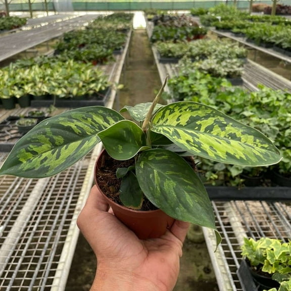 Homalomena Camouflage Live Plant for Indoor | Different Houseplants in 4'' & 6'' Pot | Real House Plant for Living Room, Office, Desk & Bathroom | Camouflage | Homalomena wallisii