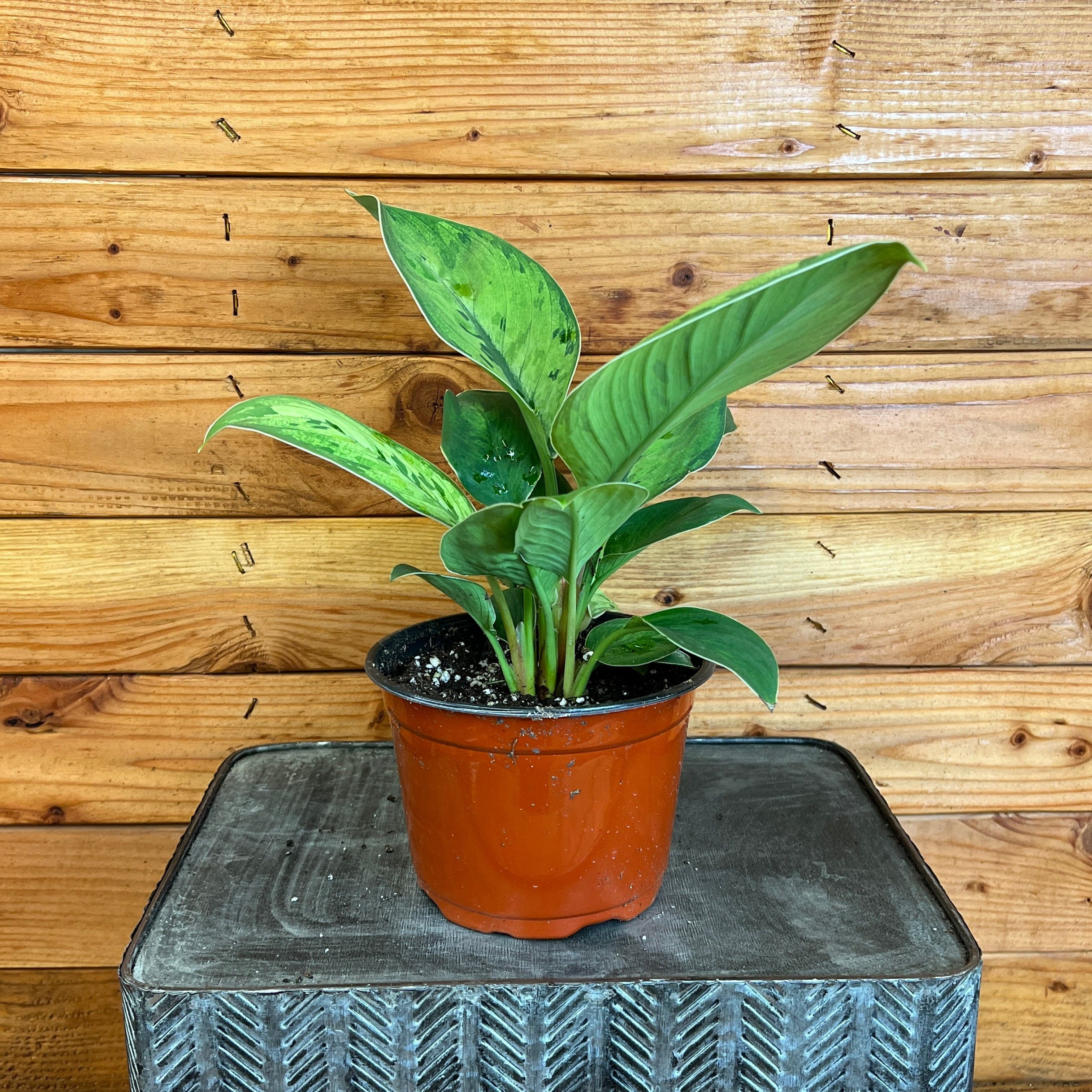 The Plant Farm Homalomena Selby