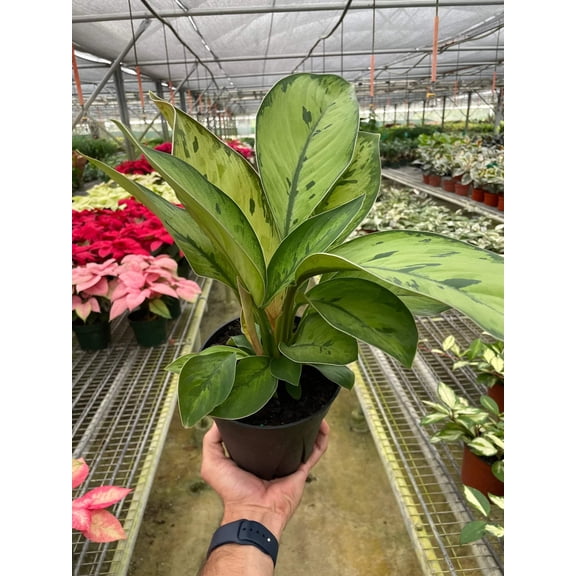 Homalomena 'Selby', 6" Pot, Indoor Houseplant, Easy Care, Live Plant for Indoor & Outdoor