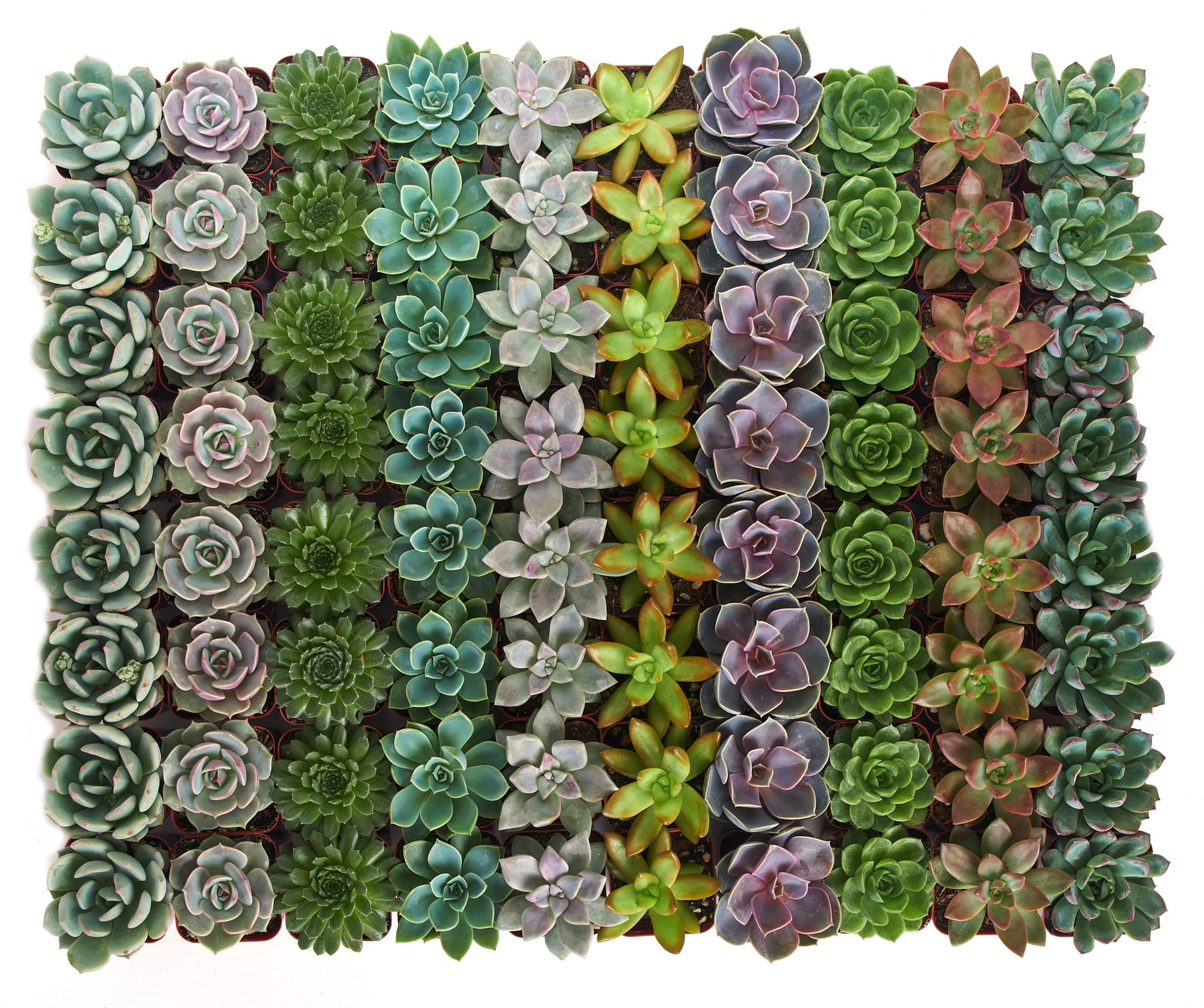 Home Botanicals 2" Tall Rosette Succulent in Pot (64 Count), Live Indoor
