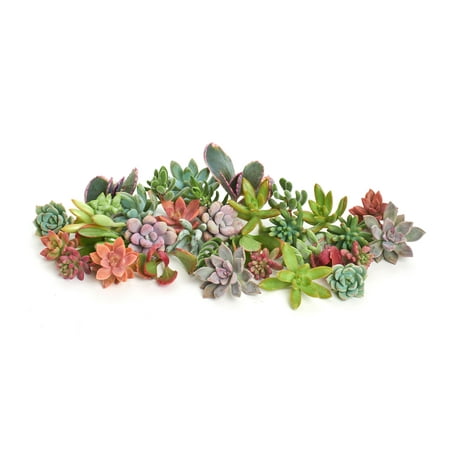 Home Botanicals 30 Assorted Succulent Plant Cuttings