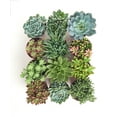 thumbnail image 1 of Shop Succulents 4 Inch Assorted Succulent Collection Succulent (Collection of 12), 1 of 2