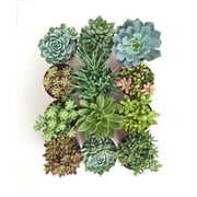 Shop Succulents 4 Inch Assorted Succulent Collection Succulent Collection of 12