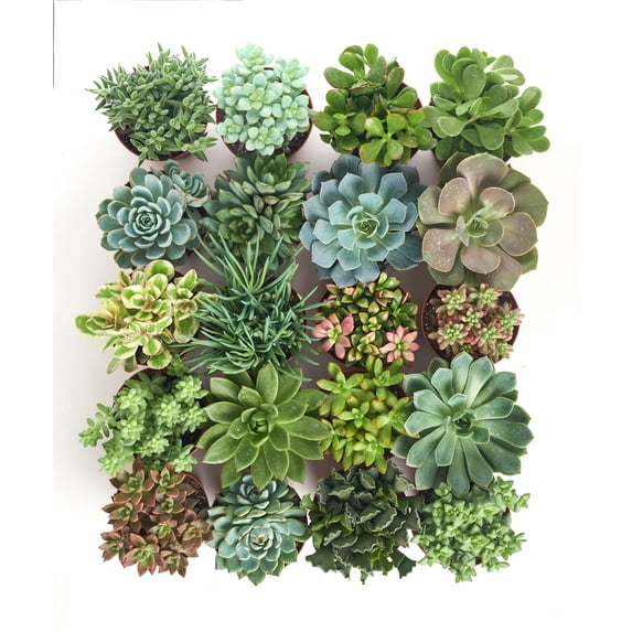 Shop Succulents 4 Inch Assorted Succulent Collection Succulent (Collection of 20)