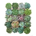 thumbnail image 1 of Shop Succulents 4 Inch Rosette Succulent Collection Succulent (Collection of 20), 1 of 4
