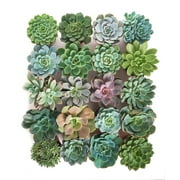 Shop Succulents 4 Inch Rosette Succulent Collection Succulent Collection of 20