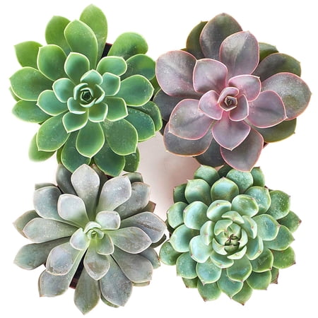 Home Botanicals 4 Inch Rosette Succulent Collection Succulent (Collection of 4)