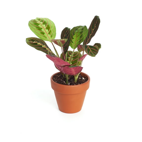 Home Botanicals 4" Red Prayer Live Plant in 4" Pot, Air Purifying