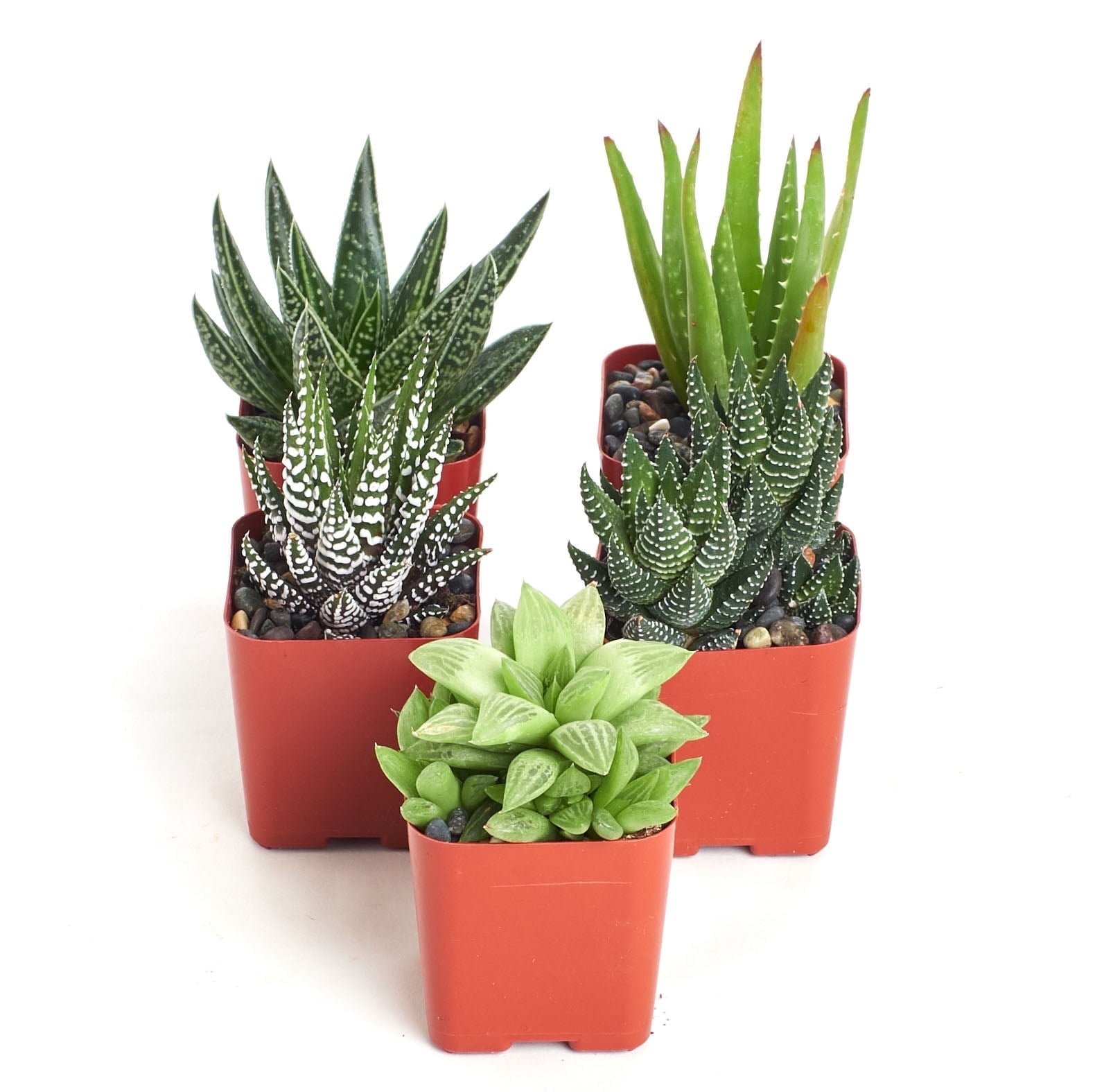 Home Botanicals 5 Different Aloe Plants Easy To Grow and Hard To Kill in 2" Pots