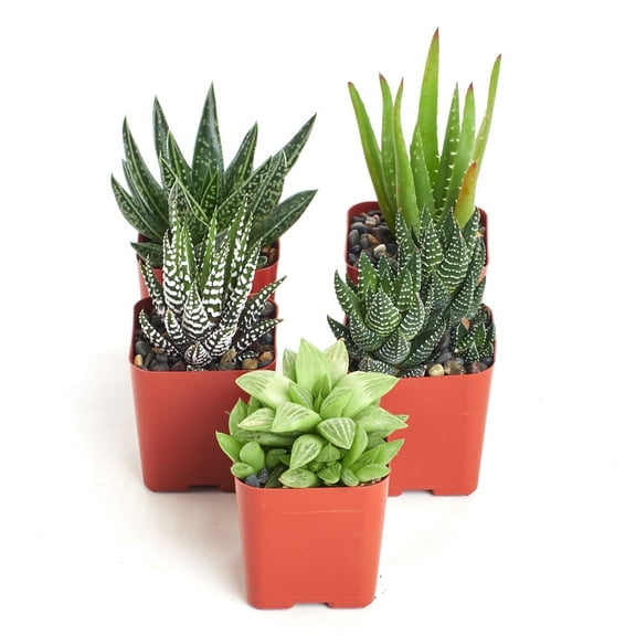 Home Botanicals 5 Different Aloe Plants Easy To Grow and Hard To Kill in 2" Pots