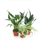 Home Botanicals Air Purifying Pack 4" House Plant Collection of 3 Low/Moderate Light Plants