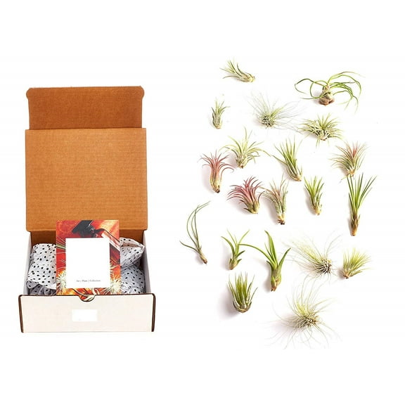 Home Botanicals Assorted Air Plant (Collection of 20)