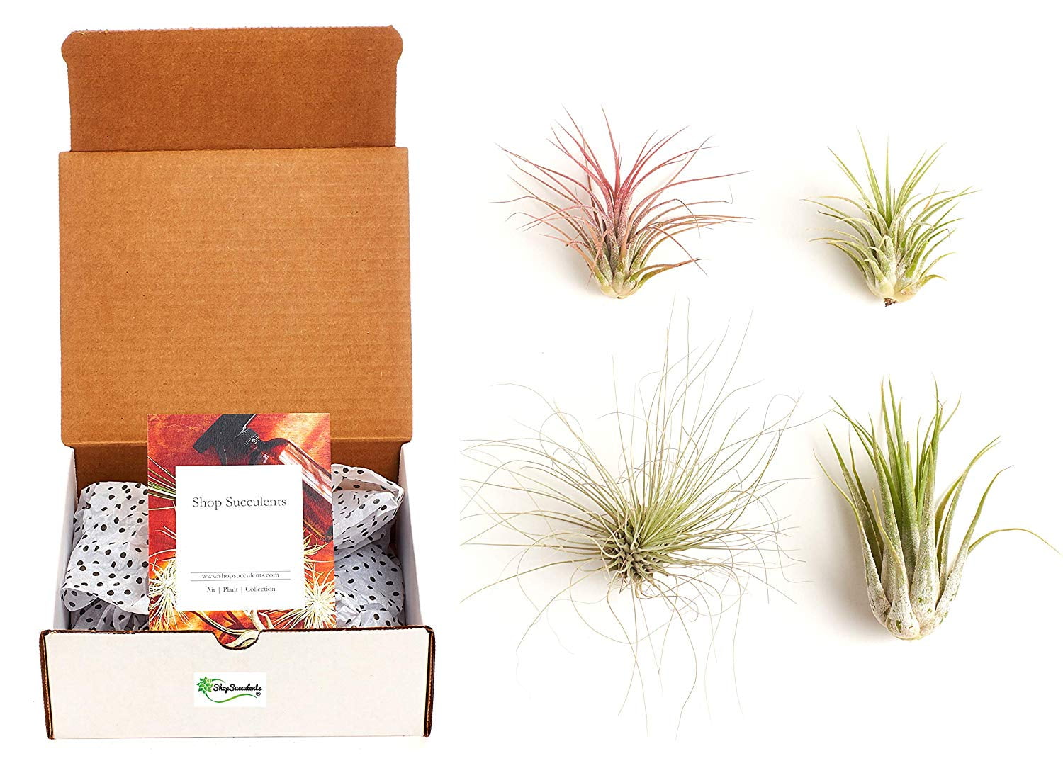 Assorted Multi-Colored Tillandsia Air Plant Collection in 4-Inch Container