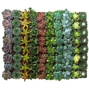 Home Botanicals Assorted Succulent Collection of 100