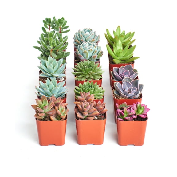 Home Botanicals Assorted Succulent (Collection of 15)
