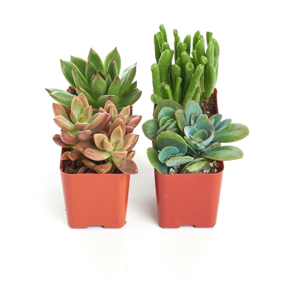 Home Botanicals Assorted Succulent (Collection of 4)