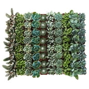 Shop Succulents Blue/Green Collection Succulent Collection of 256