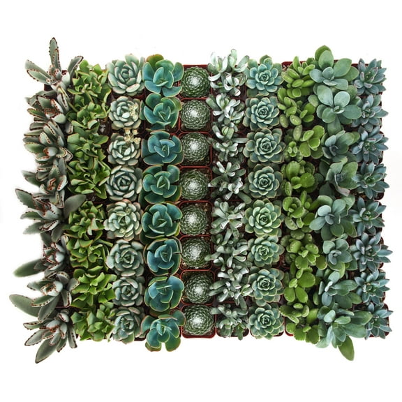 Home Botanicals Blue/Green Collection Succulent (Collection of 40)