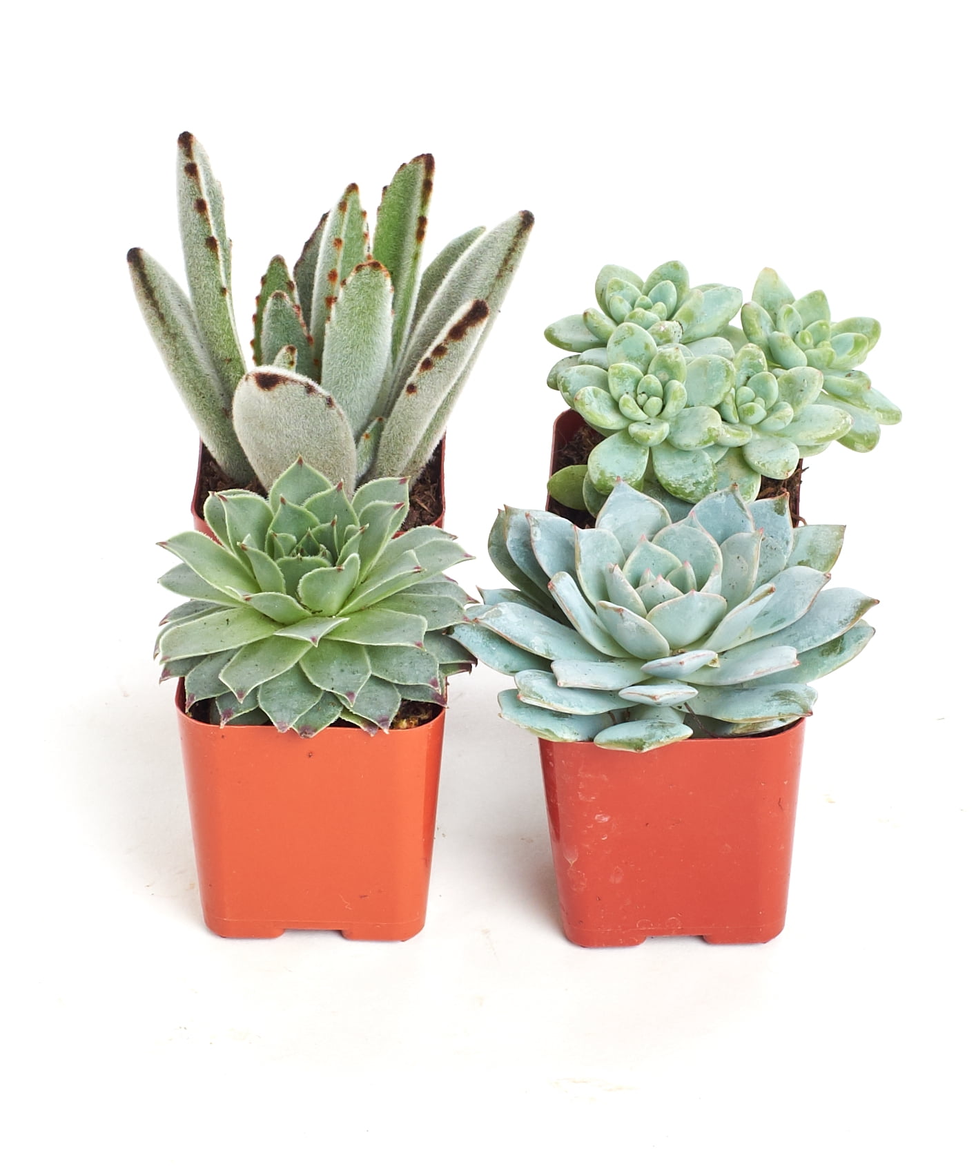 small white ceramic plant pots 7in Tall Rouen White Ceramic Pot with Saucer, Set of 2  Jamali Garden