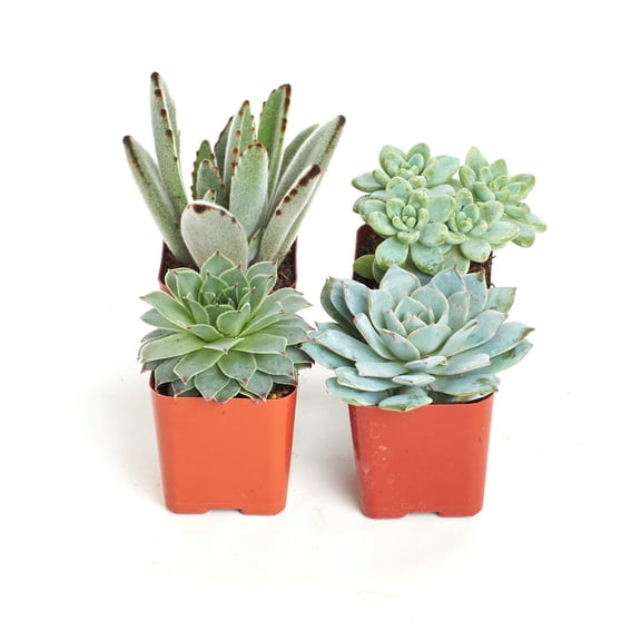 Home Botanicals Blue/Green Collection Succulent (Collection of 4)