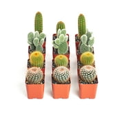 Shop Succulents Cactus Collection Collection of 12