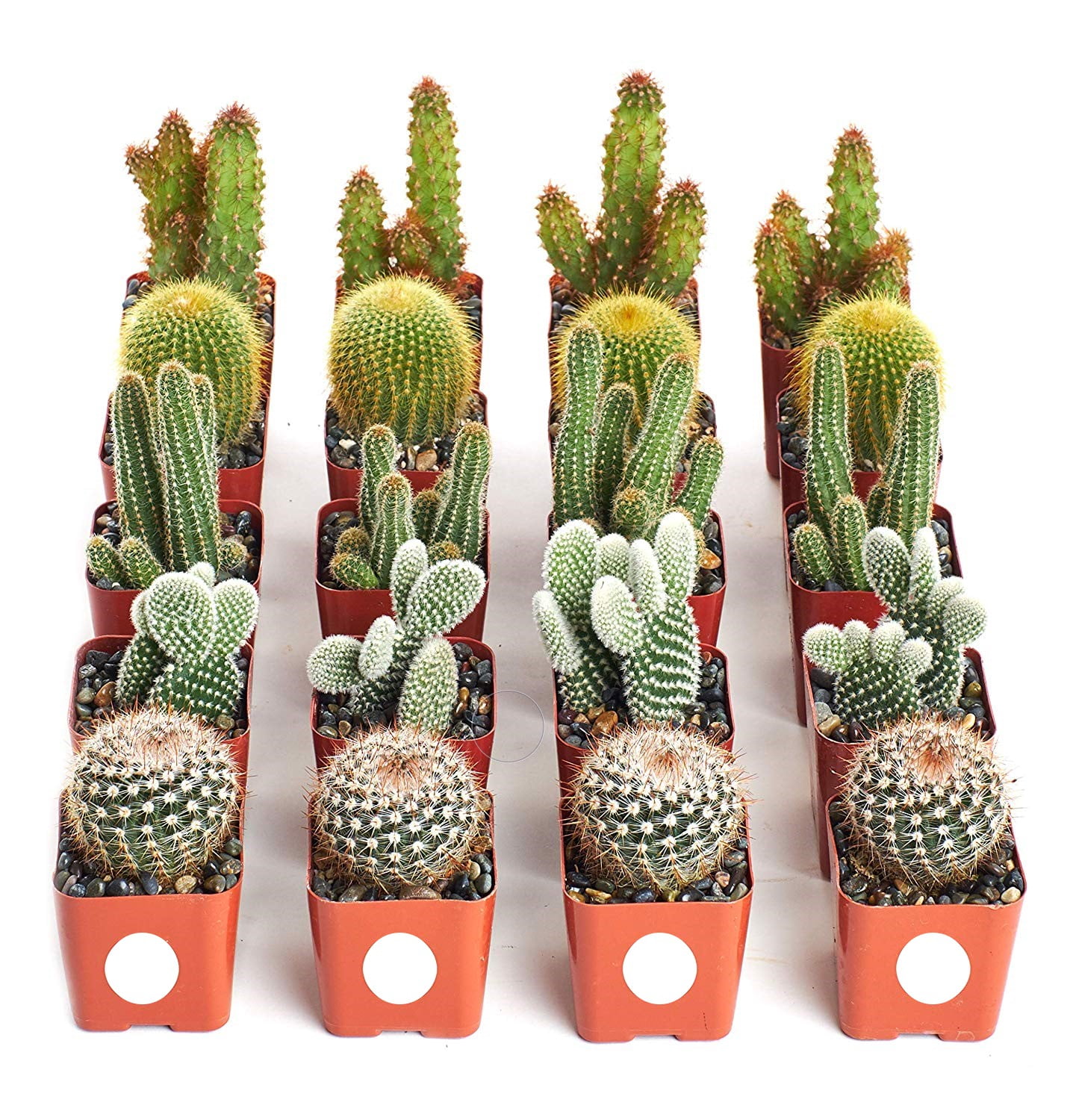 Home Botanicals Cactus Collection (Collection of 20
