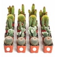 thumbnail image 1 of Home Botanicals Cactus Collection (Collection of 20), 1 of 3