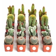 Shop Succulents Cactus Collection(Collection of 20)