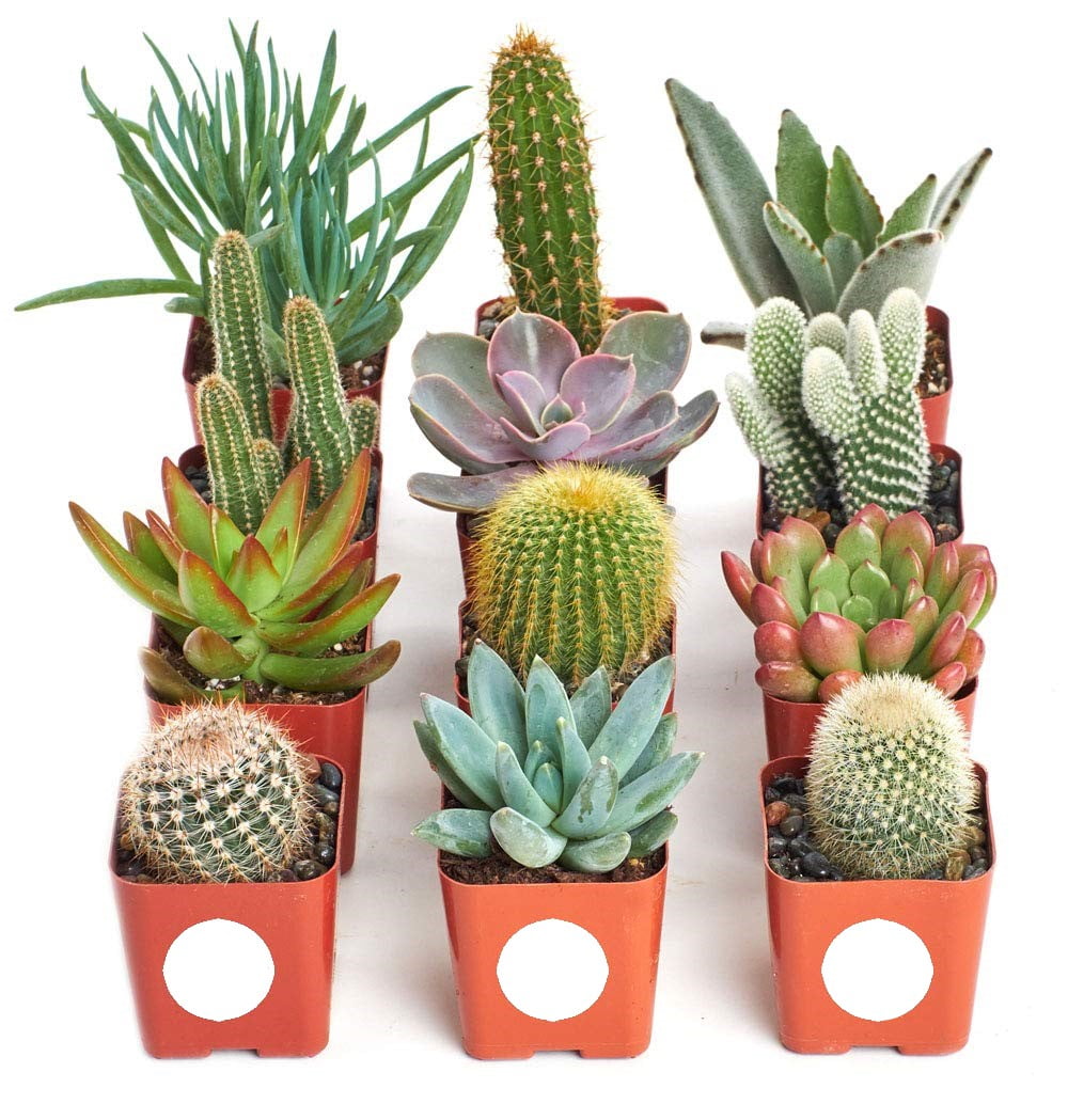 Wellhome 12 Cactus, cartón, Surtido con Maceta de cerámica, Paquete de