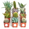 thumbnail image 1 of Shop Succulents Cactus and Succulent (Collection of 12), 1 of 3