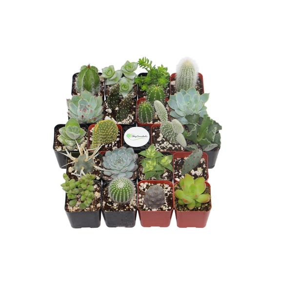 Shop Succulents Cactus and Succulent (Collection of 20)