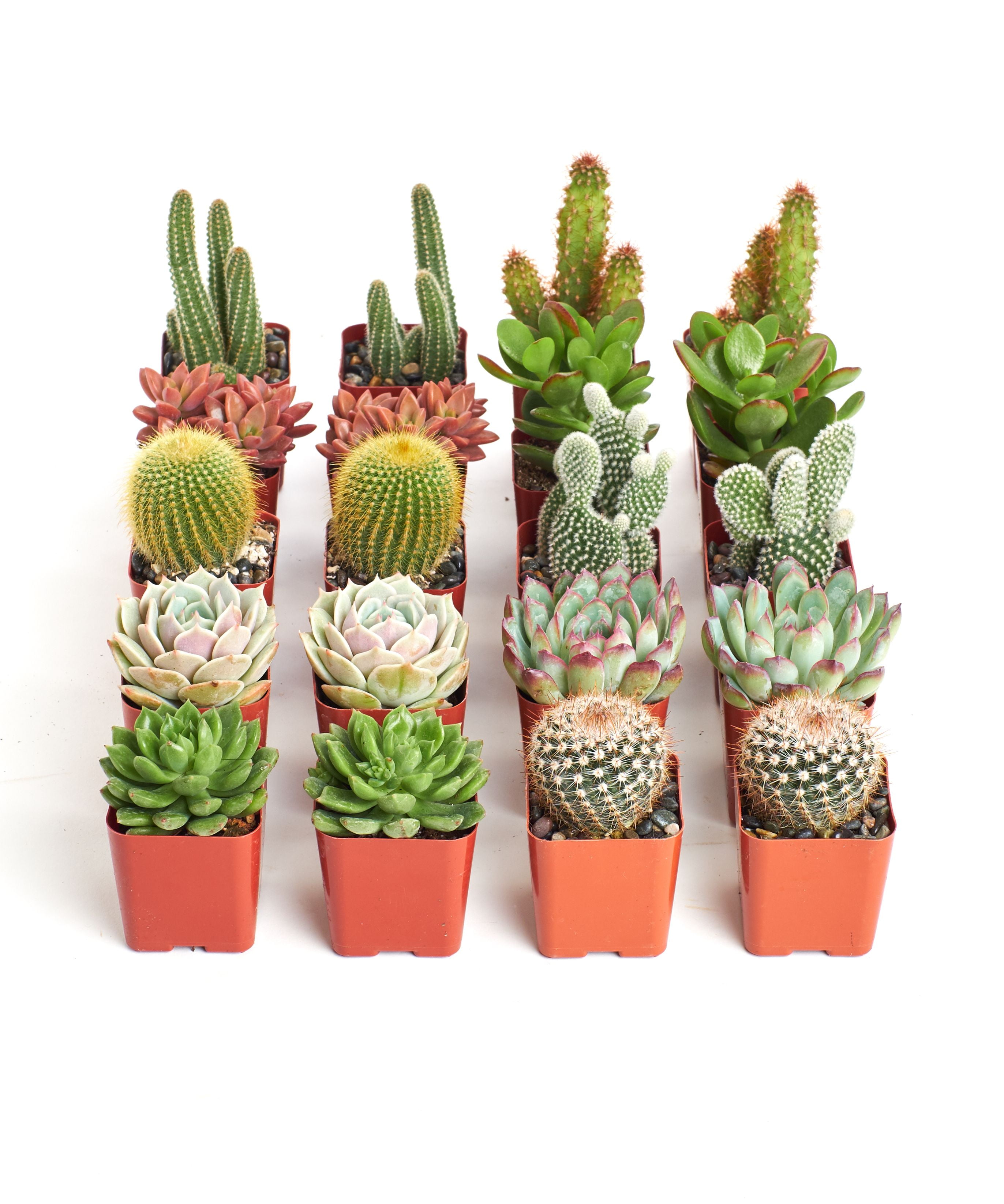 https://i5.walmartimages.com/seo/Home-Botanicals-Cactus-and-Succulent-Collection-of-20_196ccbe1-b06d-4227-8412-515390e0aa92_3.48b52bc2ca2ef827968c6f2e4da3d961.jpeg