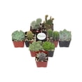 thumbnail image 1 of Home Botanicals Cactus and Succulent (Collection of 9), 1 of 5