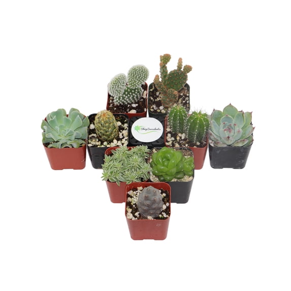 Home Botanicals Cactus and Succulent (Collection of 9)