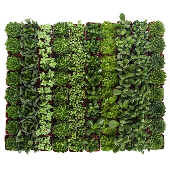 Home Botanicals Green Succulent (Collection of 128)