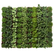 Home Botanicals Green Succulent Collection of 256
