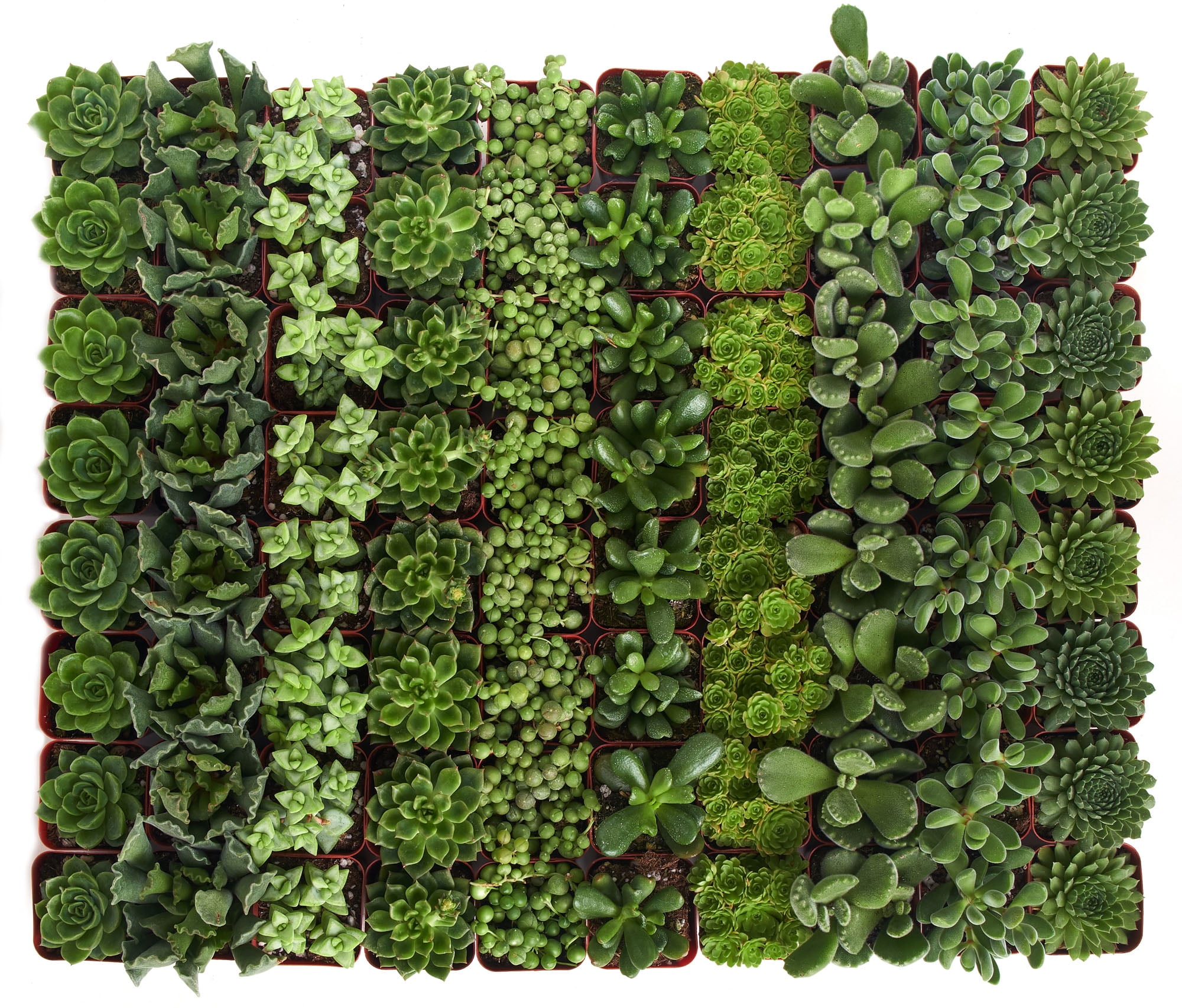 Green Mini Succulent Collection in 2-Inch Pots