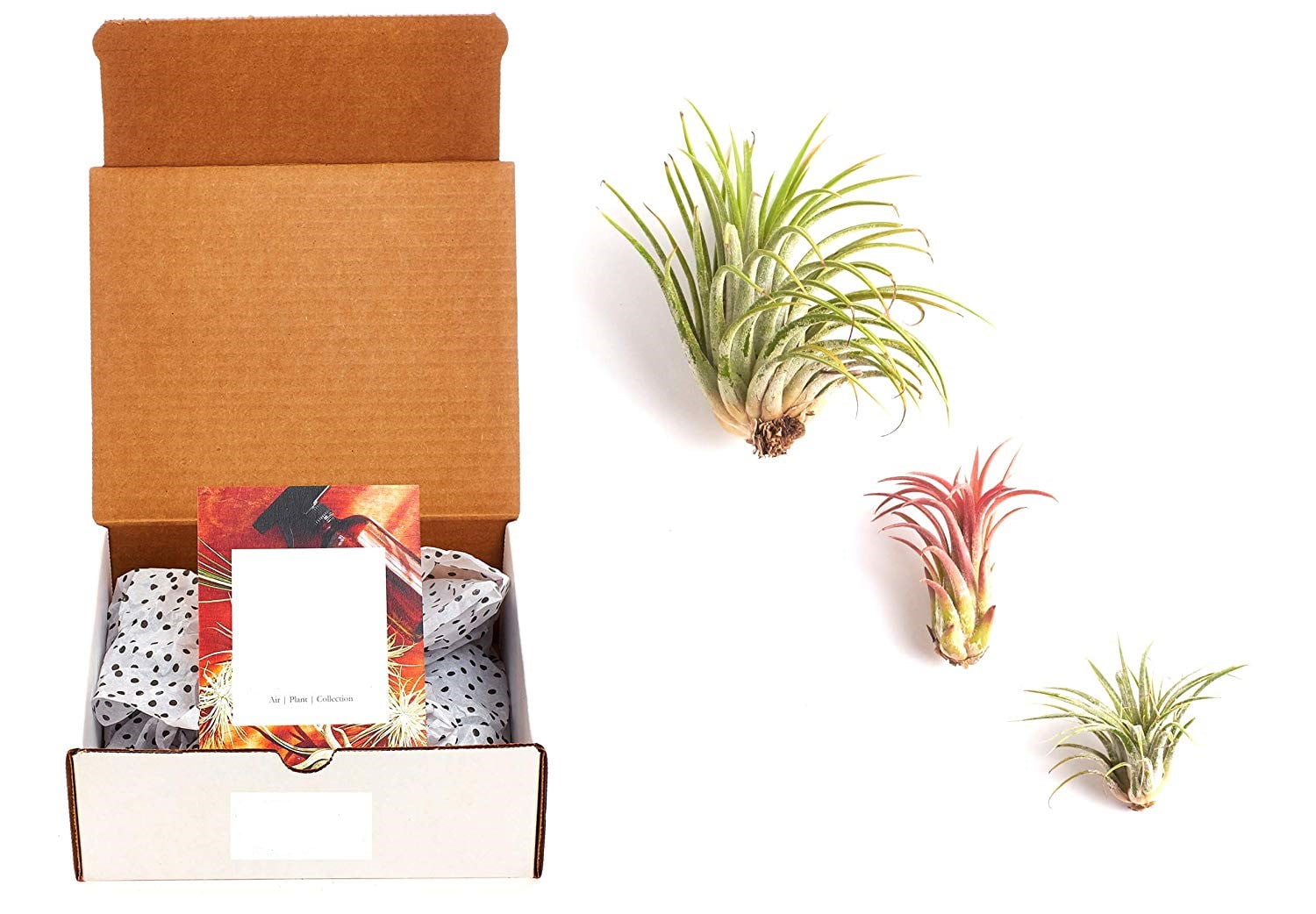 Home Botanicals Ionantha Air Plant (Collection of 3)