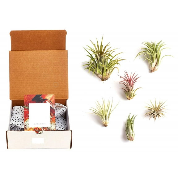Home Botanicals Ionantha Air Plant (Collection of 6)