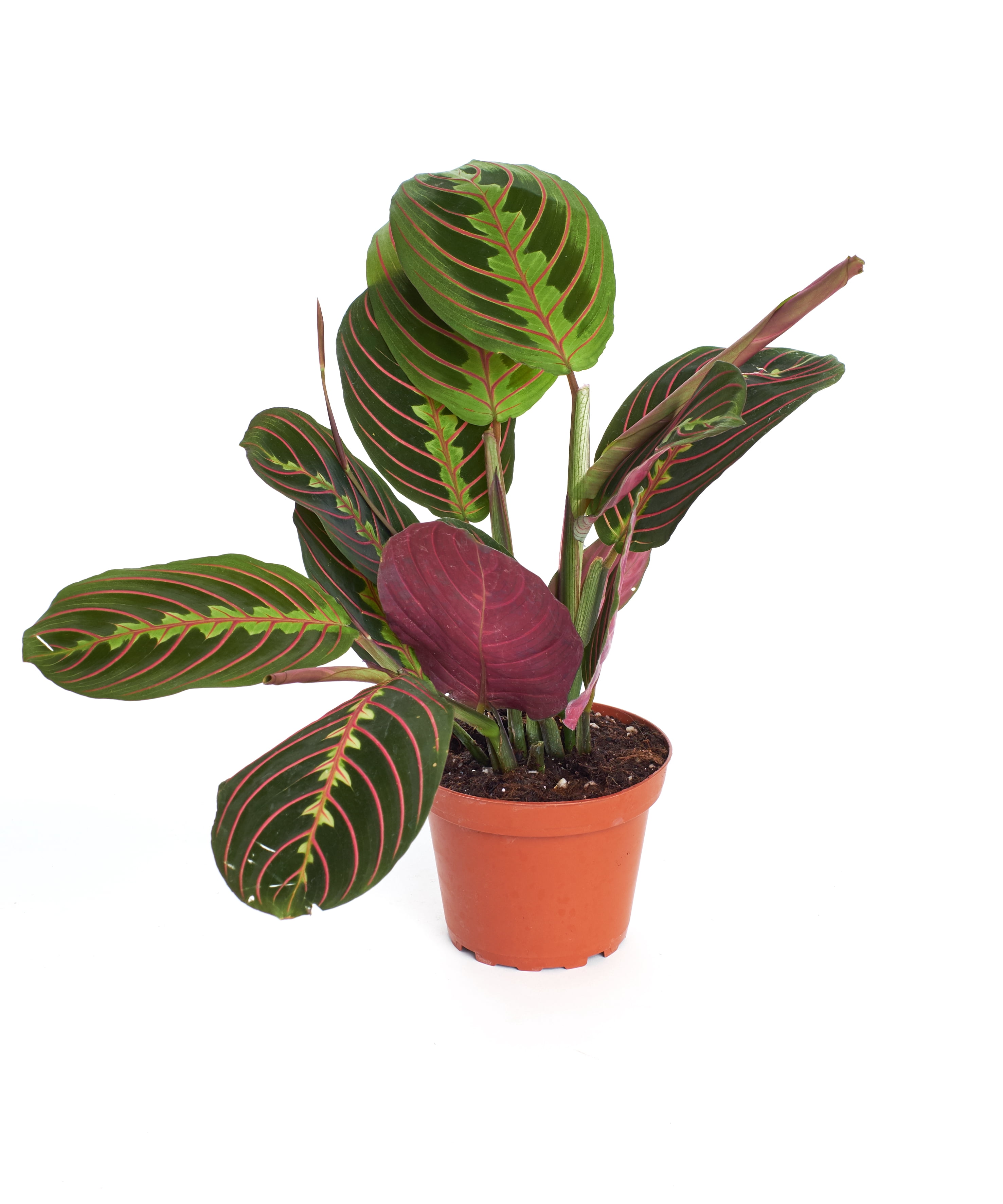 Home Botanicals 4" Red Maranta Prayer Live Plant in 4" Grow Pot, Air Purifying