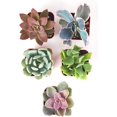 thumbnail image 1 of Home Botanicals | Premium Pastel Collection of Live Succulents | Hand Selected for Health, Size & Readiness | Collection of 5, 1 of 9